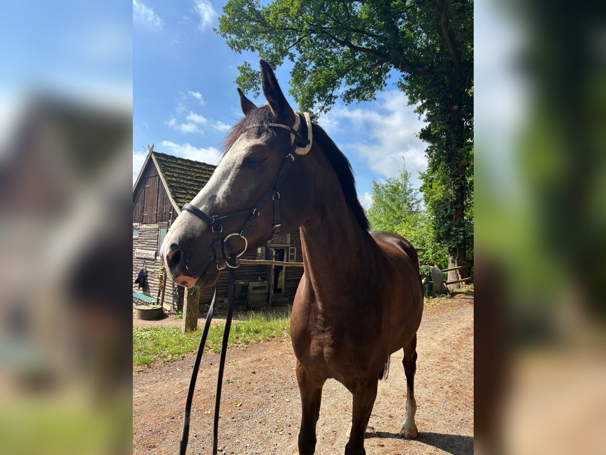 Cheval de sport allemand Hongre 5 Ans 165 cm Alezan brûlé in Gifhorn Cheval de sport allemand Hongre 5 Ans 165 cm Alezan brûlé in Gifhorn