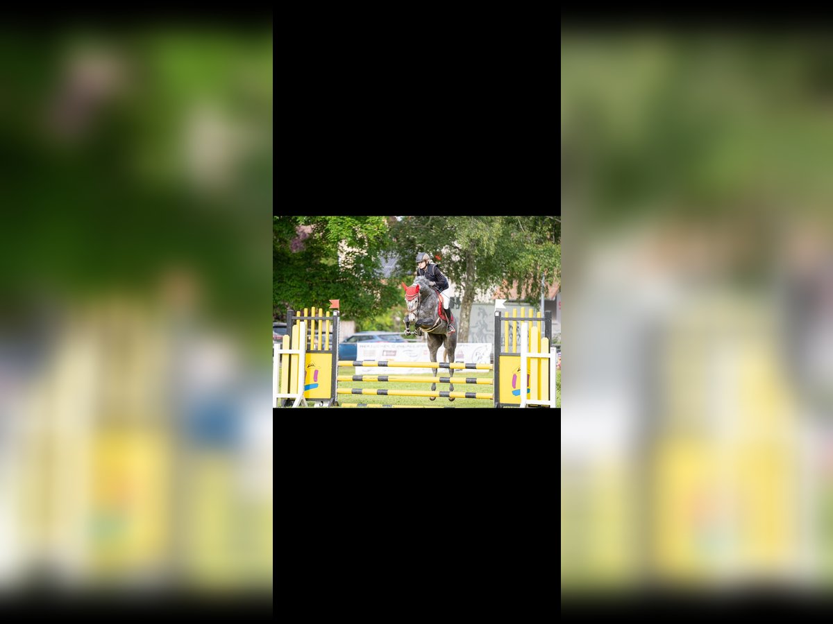 Cheval de sport allemand Hongre 5 Ans 165 cm Gris pommelé in Emmendingen