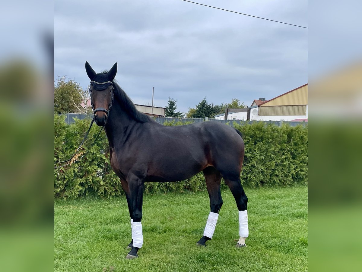 Cheval de sport allemand Hongre 5 Ans 166 cm Bai in Magdeburg