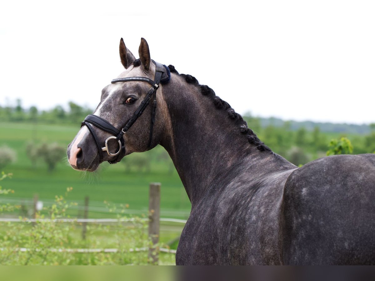 Cheval de sport allemand Hongre 5 Ans 166 cm Gris pommelé in Öhringen