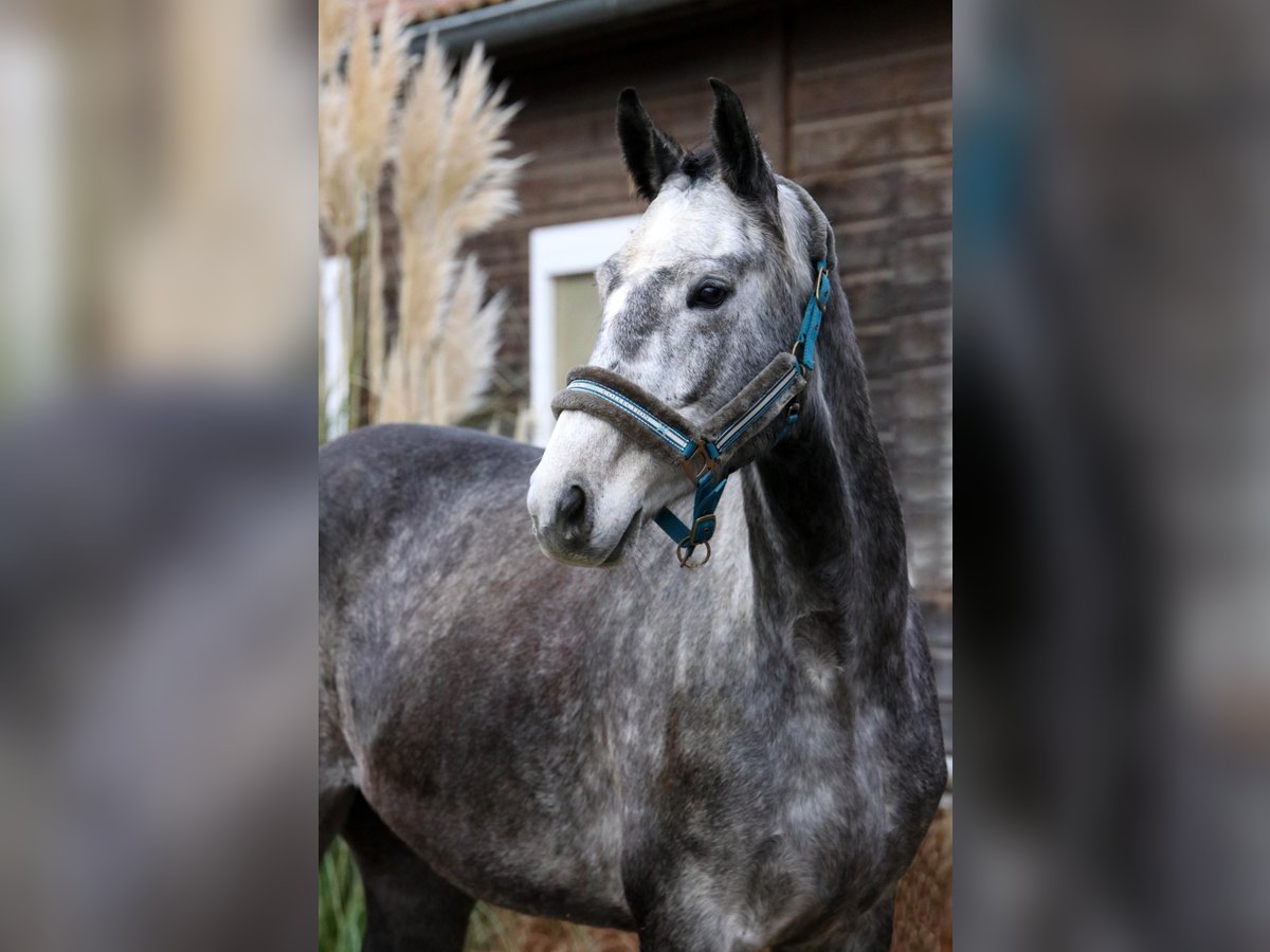 Cheval de sport allemand Hongre 5 Ans 167 cm Gris pommelé in Malschwitz