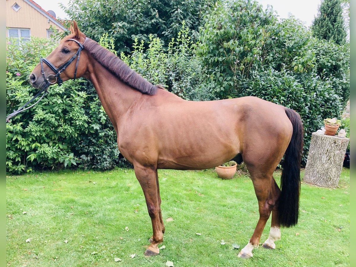 Cheval de sport allemand Hongre 5 Ans 168 cm Alezan brûlé in Schw&#xE4;bisch Gm&#xFC;nd