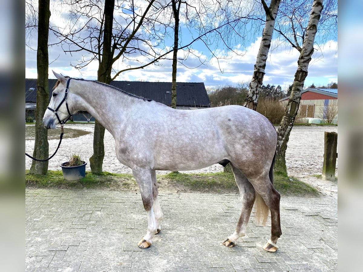 Cheval de sport allemand Hongre 5 Ans 168 cm Gris in Bremen