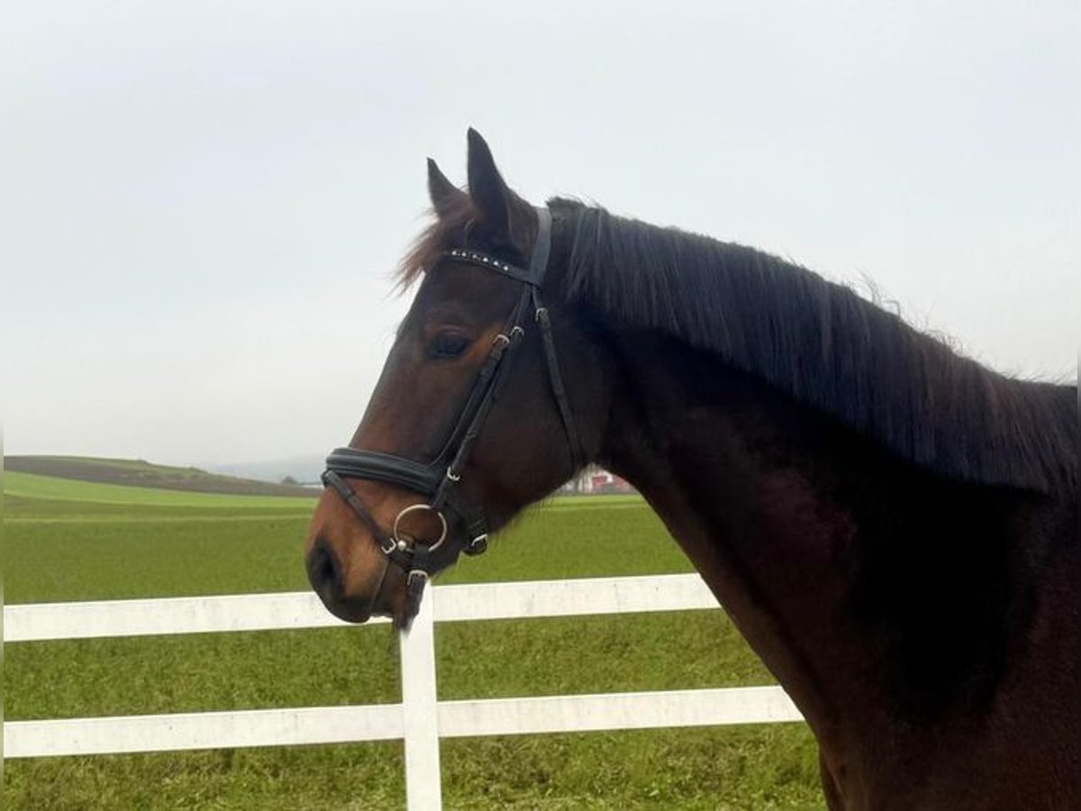 Cheval de sport allemand Hongre 5 Ans 169 cm Bai brun in Allershausen