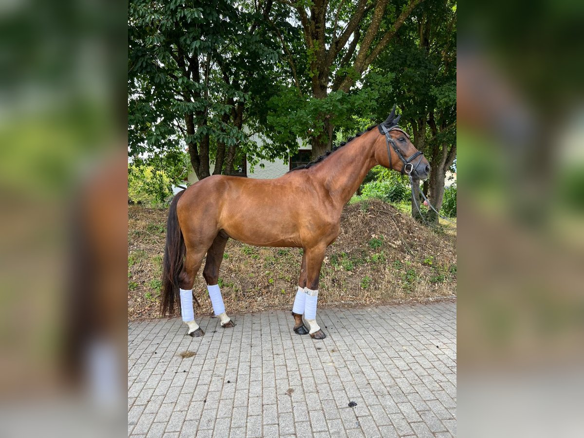 Cheval de sport allemand Hongre 5 Ans 170 cm Alezan brûlé in Dittelbrunnn