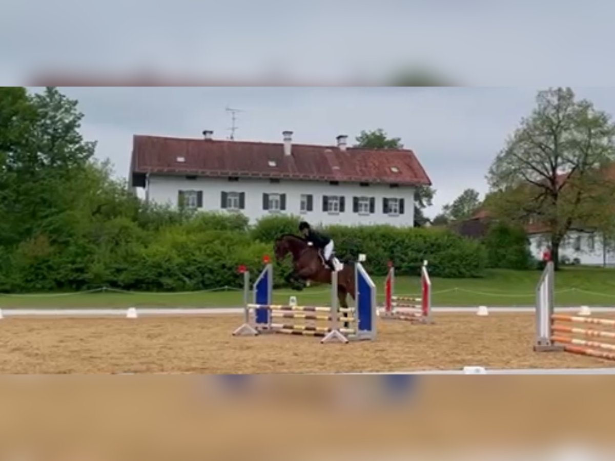 Cheval de sport allemand Hongre 5 Ans 170 cm Bai brun in Murnau