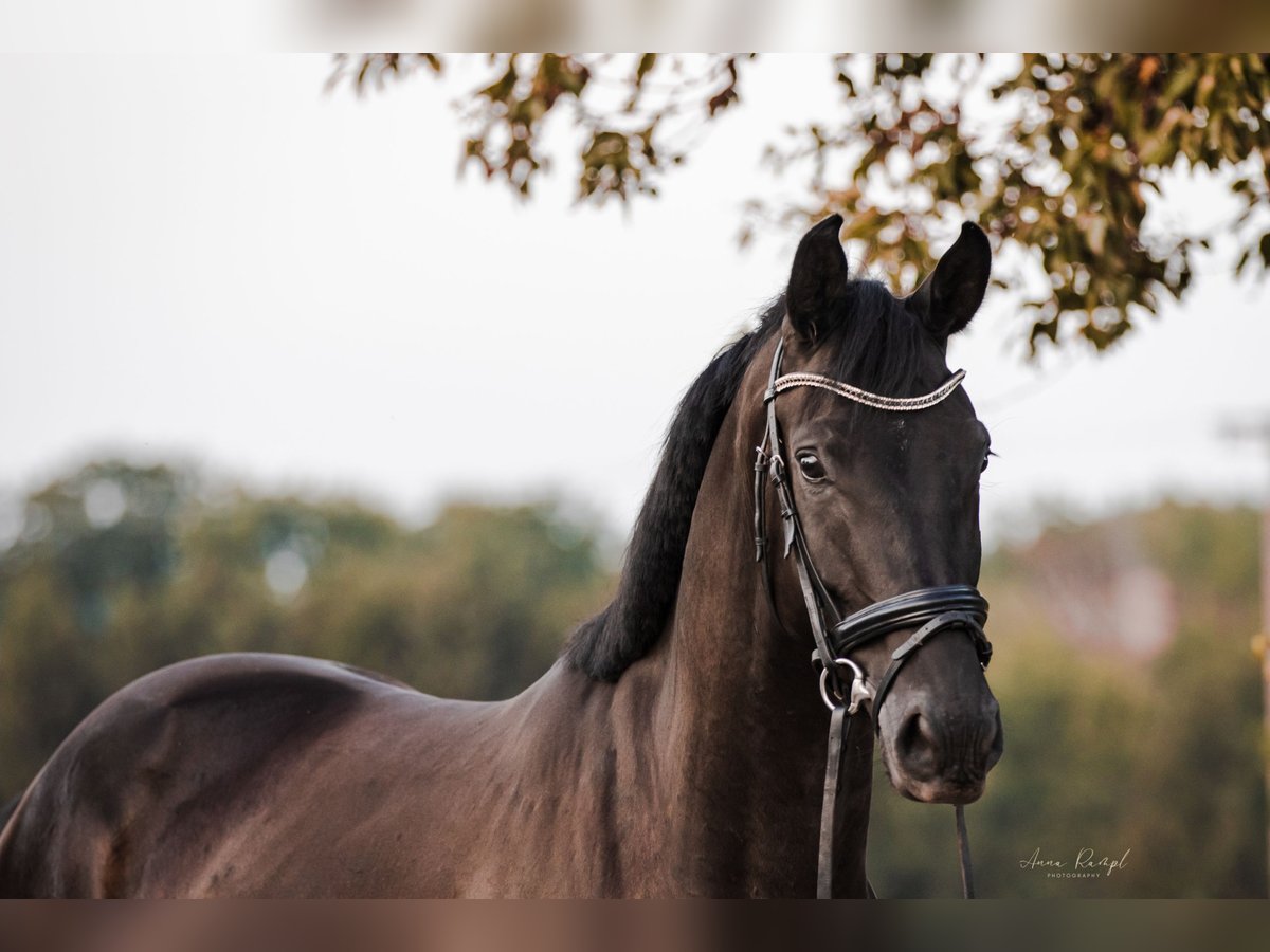 Cheval de sport allemand Hongre 5 Ans 170 cm Bai brun foncé in Velden