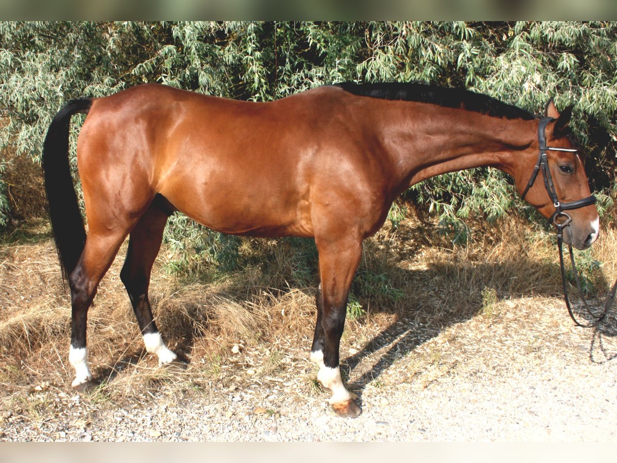 Cheval de sport allemand Hongre 5 Ans 170 cm Bai in Uichteritz