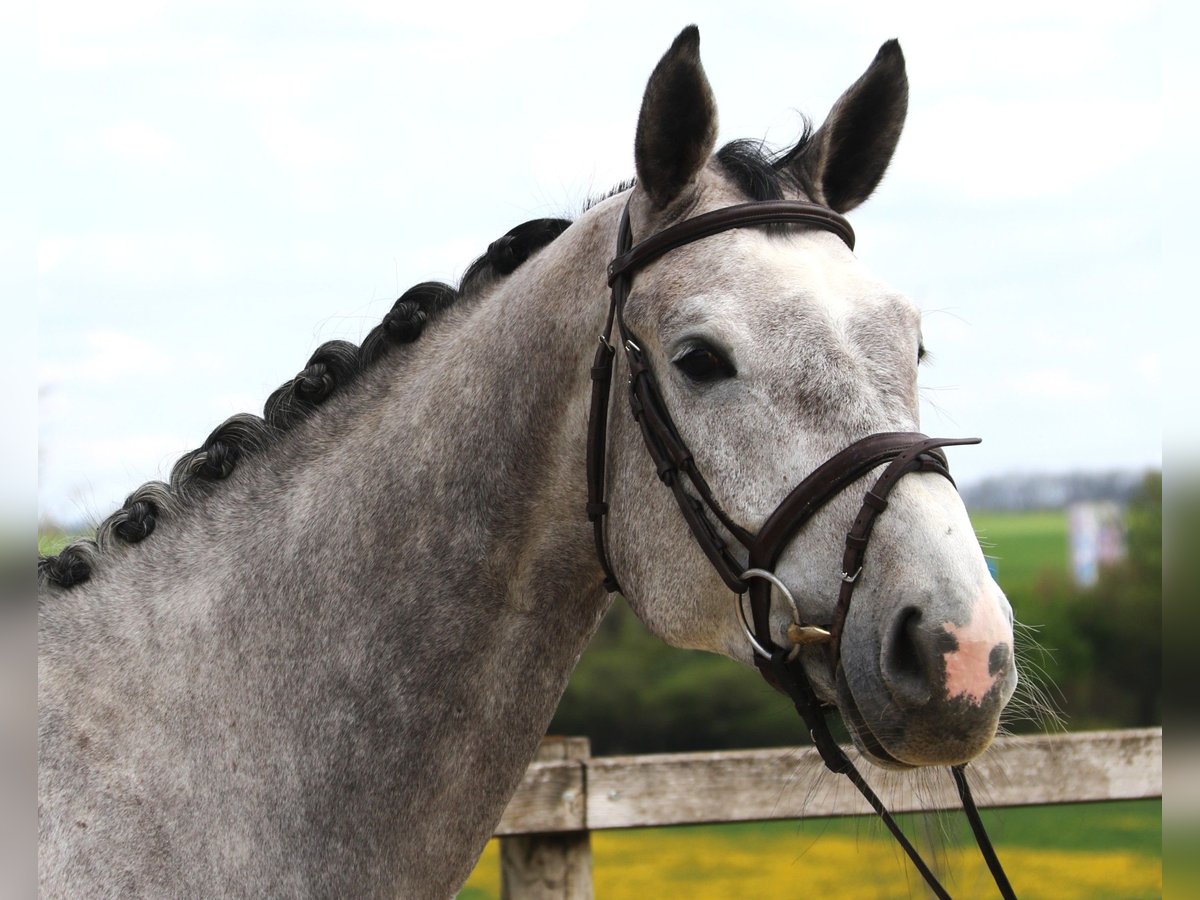 Cheval de sport allemand Hongre 5 Ans 170 cm Gris in Bad D&#xFC;rrheim