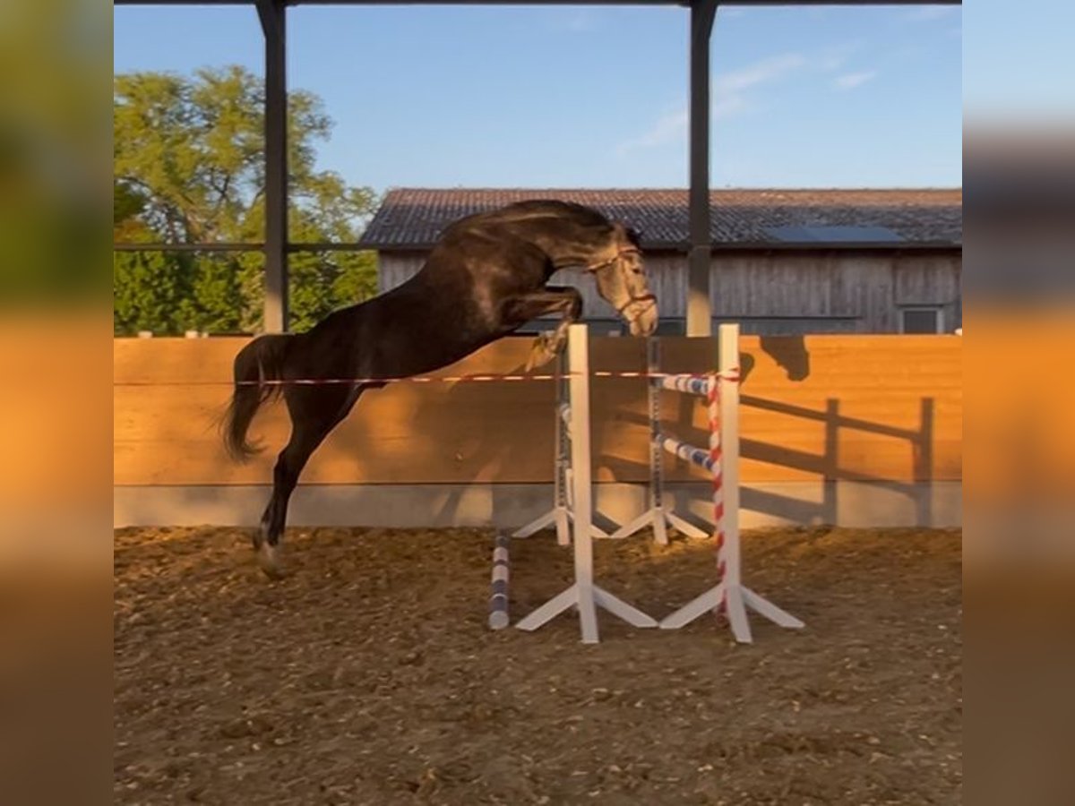 Cheval de sport allemand Hongre 5 Ans 170 cm Gris in M&#xF6;hnesee