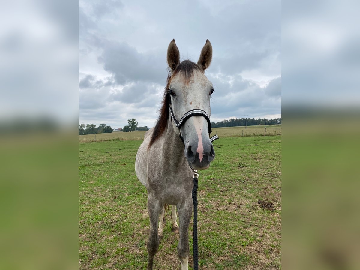 Cheval de sport allemand Hongre 5 Ans 170 cm Gris in Schopfloch