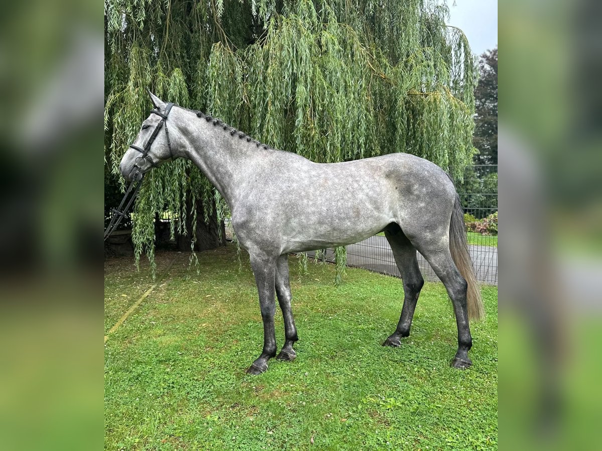 Cheval de sport allemand Hongre 5 Ans 170 cm Gris pommelé in Willich