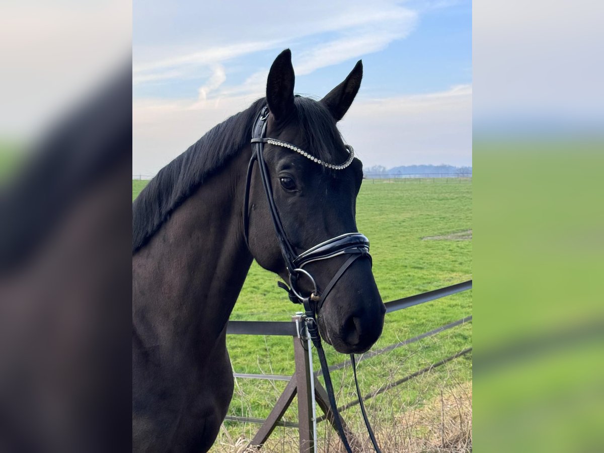 Cheval de sport allemand Hongre 5 Ans 171 cm Noir in Darmstadt