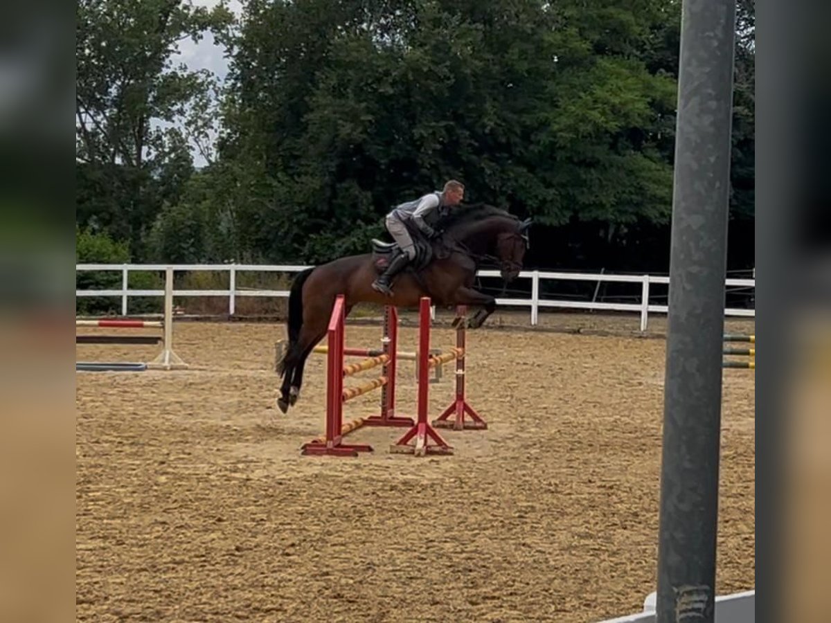 Cheval de sport allemand Hongre 5 Ans 172 cm Bai brun in Neustadt/Orla