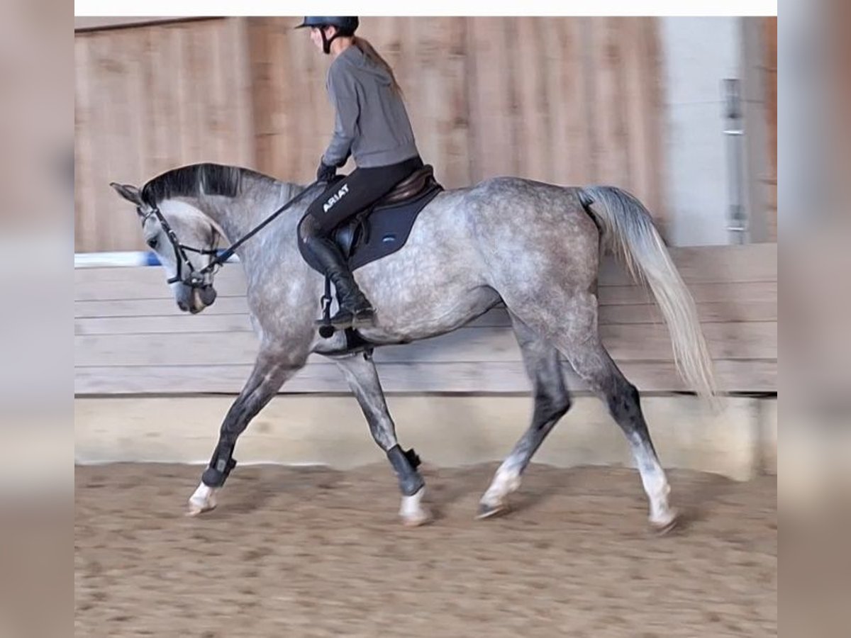 Cheval de sport allemand Hongre 5 Ans 173 cm Gris pommelé in Epfendorf