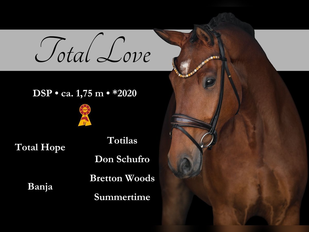 Cheval de sport allemand Hongre 5 Ans 174 cm Bai in Wehringen