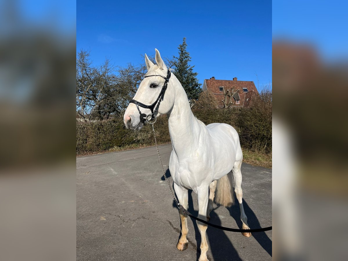 Cheval de sport allemand Hongre 5 Ans 175 cm Gris in Pirmasens