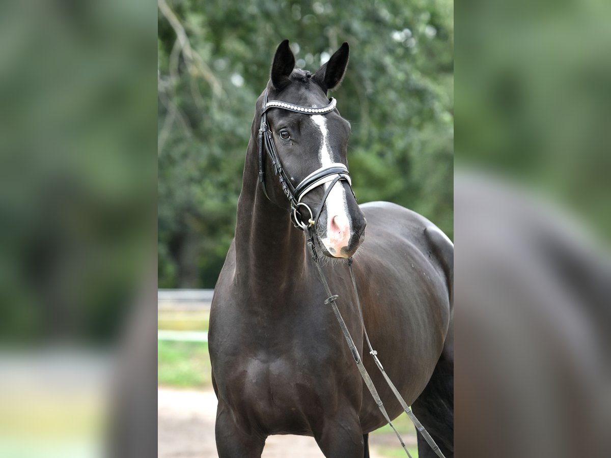 Cheval de sport allemand Hongre 5 Ans 177 cm Noir in Kamern