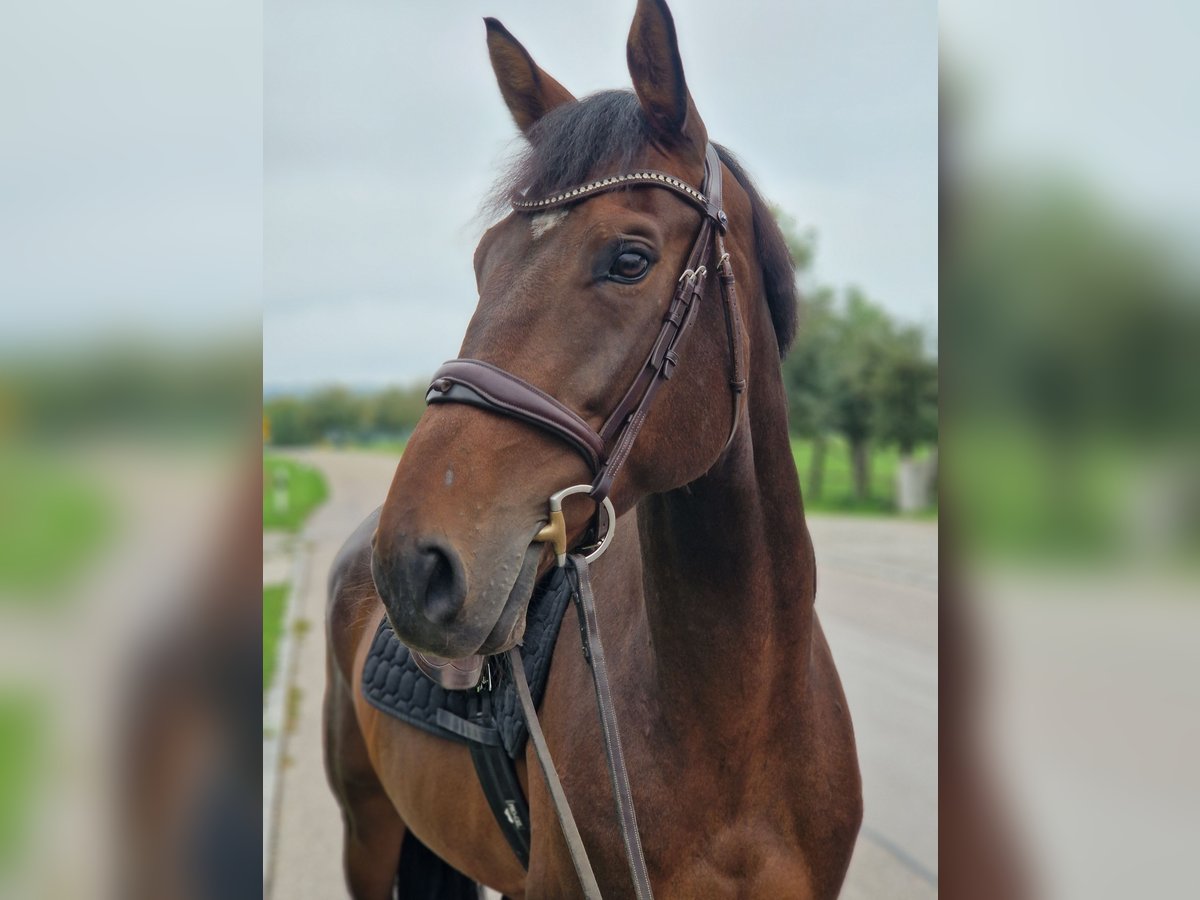 Cheval de sport allemand Hongre 6 Ans 162 cm Bai in Ilshofen