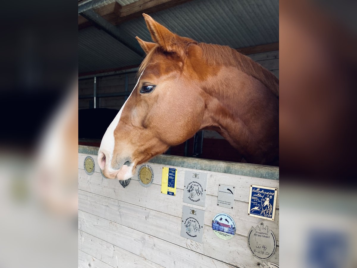 Cheval de sport allemand Hongre 6 Ans 163 cm Alezan in Ki&#xDF;legg