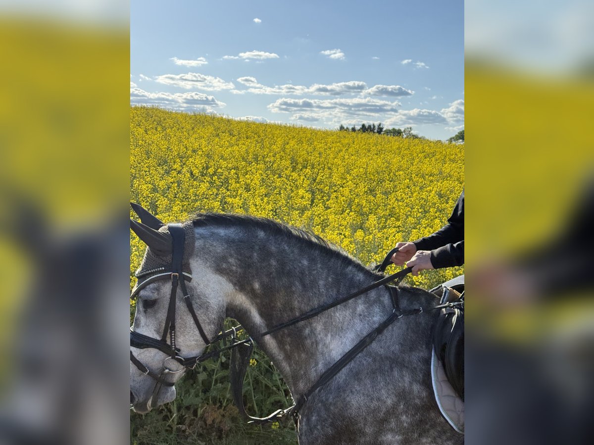 Cheval de sport allemand Hongre 6 Ans 164 cm Gris pommelé in SchefflenzSchefflenz
