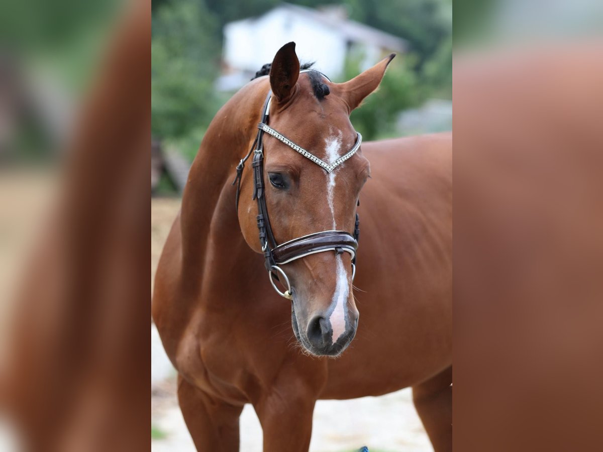 Cheval de sport allemand Hongre 6 Ans 165 cm Bai cerise in Mladá Boleslav