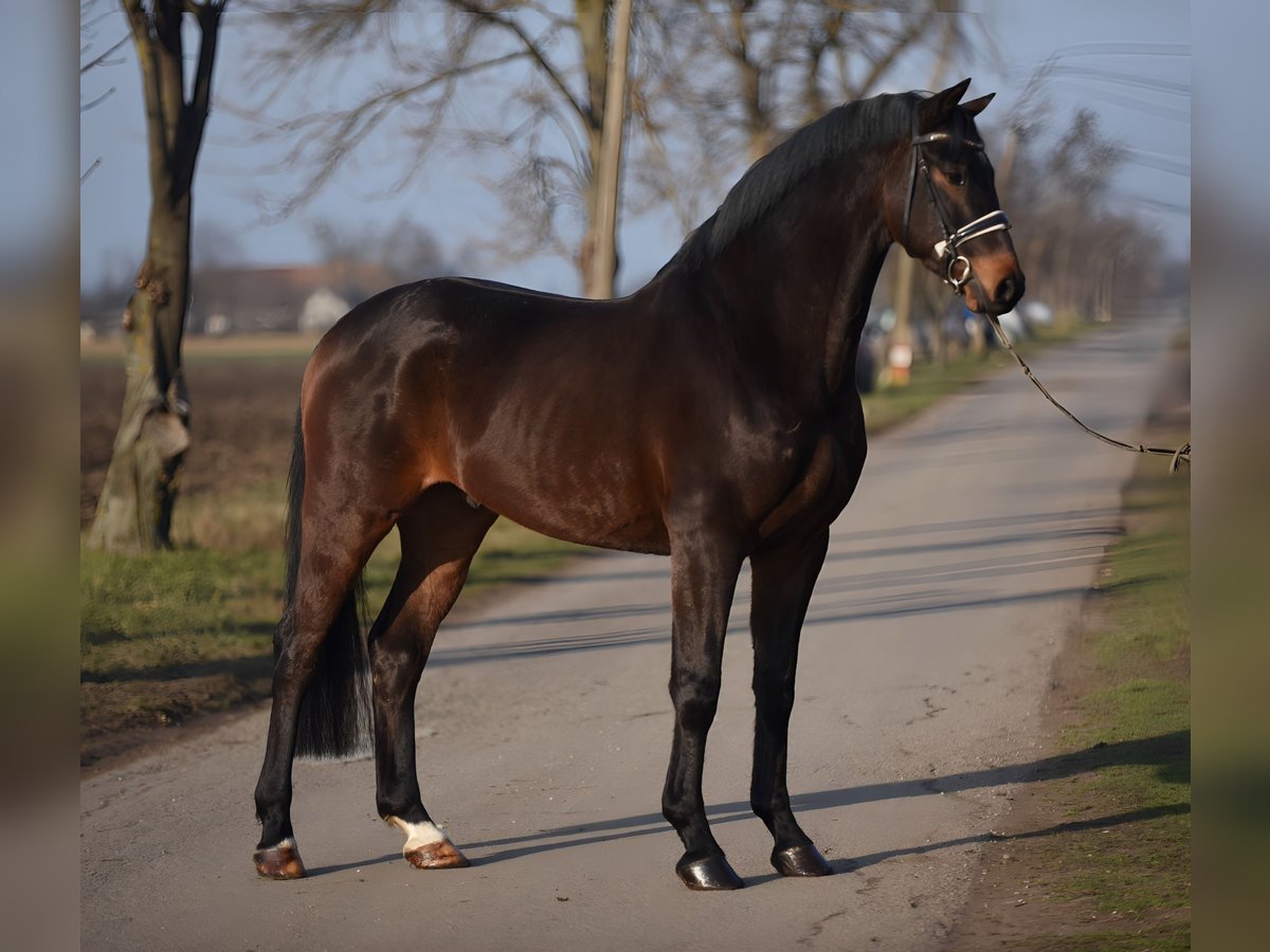 Cheval de sport allemand Hongre 6 Ans 166 cm Bai in Cegl&#xE9;d