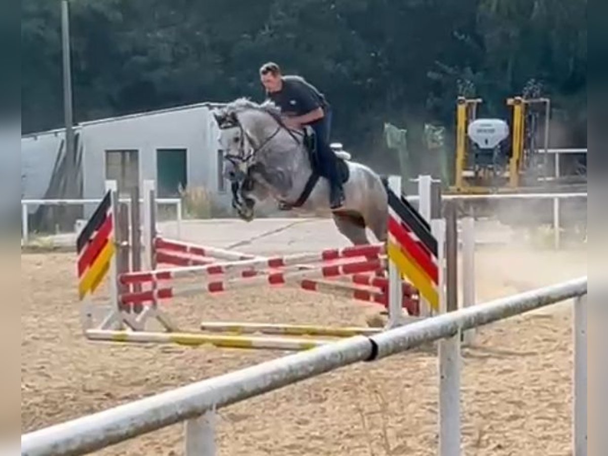 Cheval de sport allemand Hongre 6 Ans 166 cm Gris pommelé in Frankfurt (Oder)