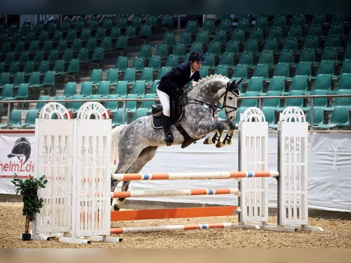 Cheval de sport allemand Hongre 6 Ans 167 cm Gris pommelé in Gerstetten