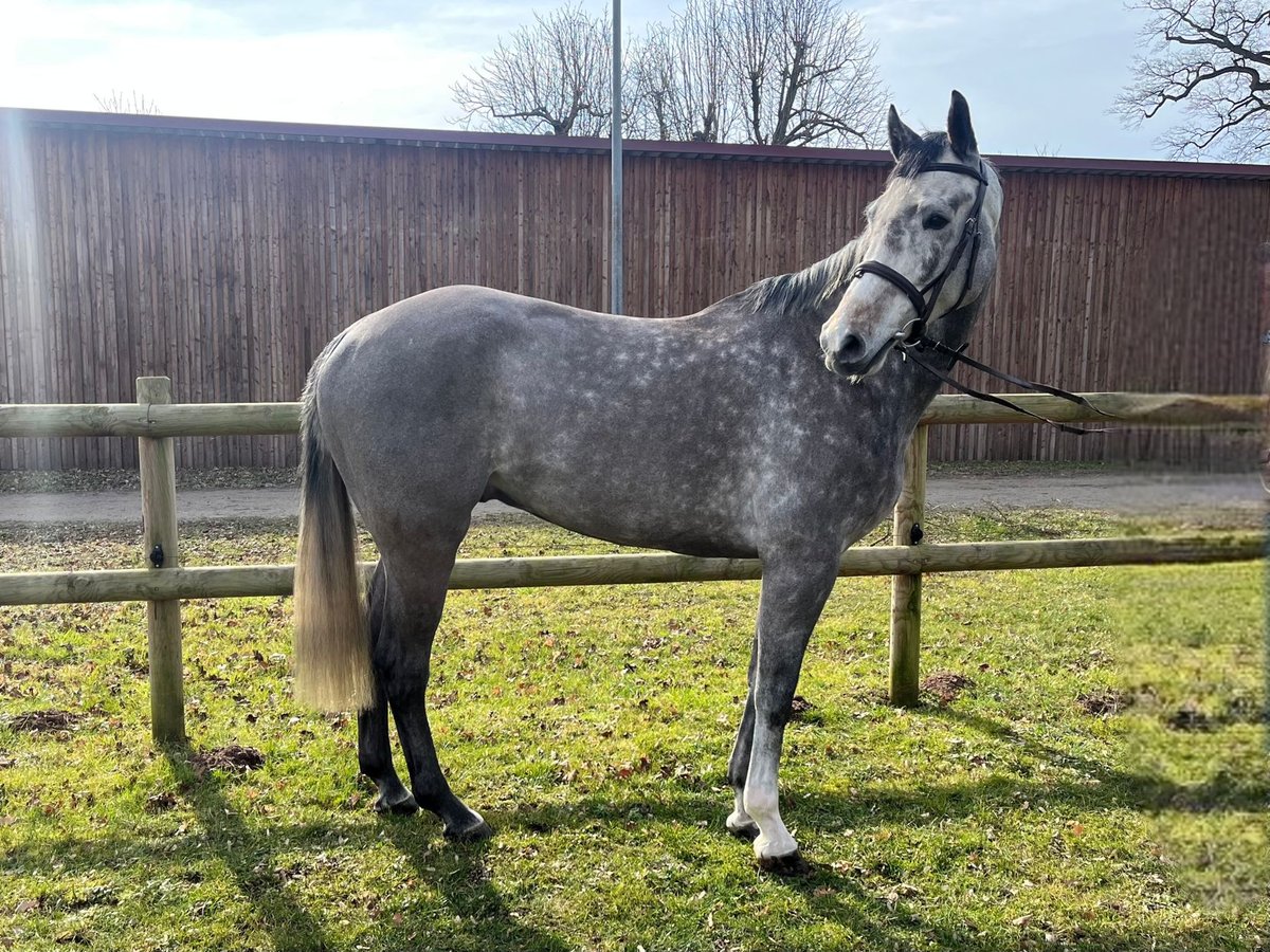 Cheval de sport allemand Hongre 6 Ans 170 cm Gris in Darmstadt