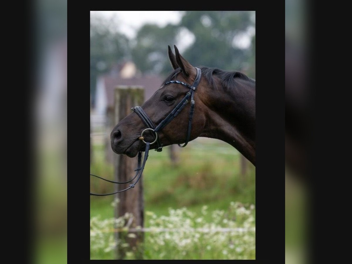 Cheval de sport allemand Hongre 6 Ans 170 cm Noir in Karlsfeld