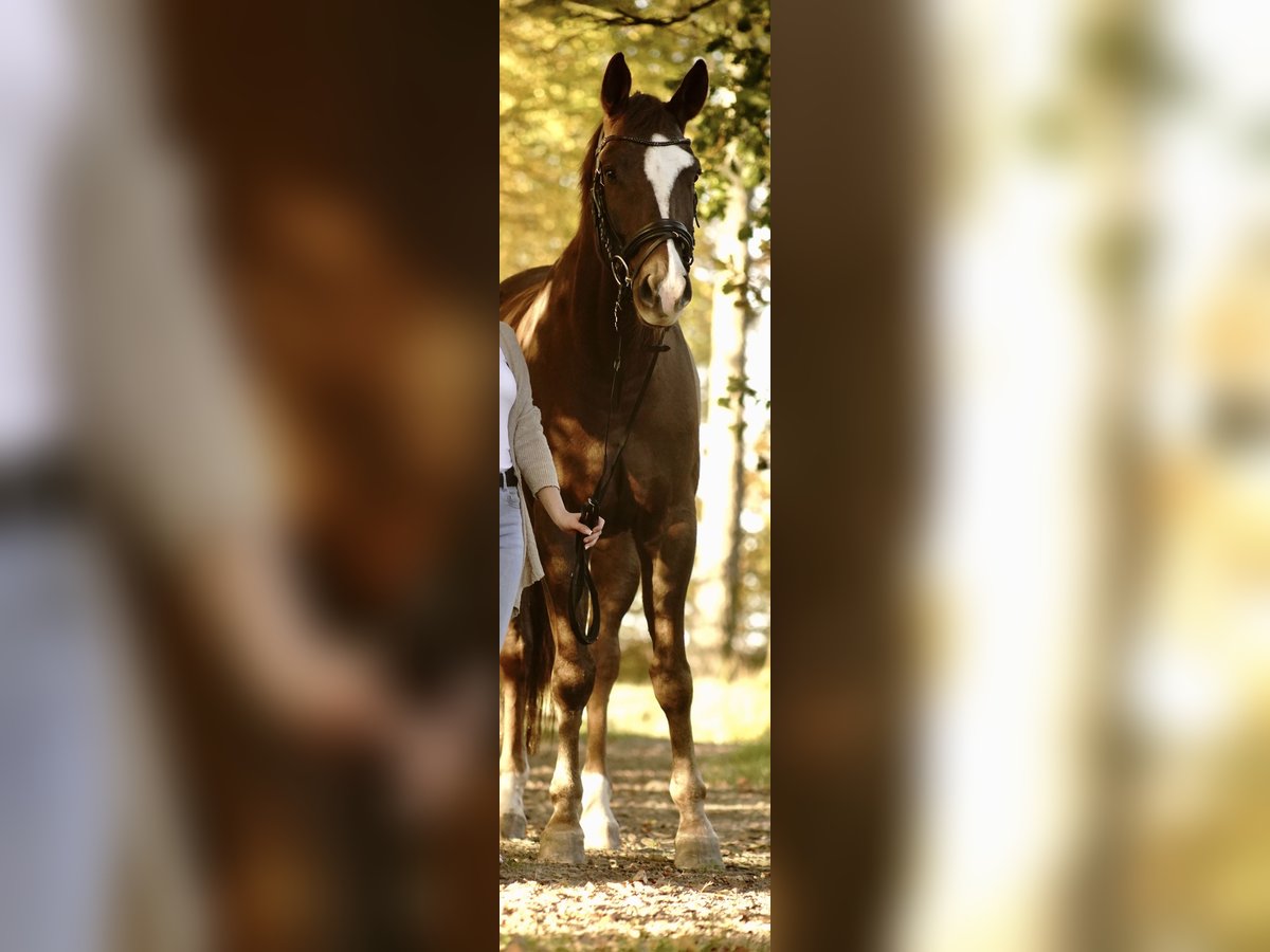 Cheval de sport allemand Hongre 6 Ans 171 cm Alezan brûlé in Dahlenburg