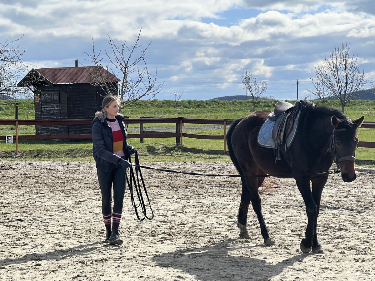 Cheval de sport allemand Hongre 6 Ans 171 cm Gris in Gyulakeszi