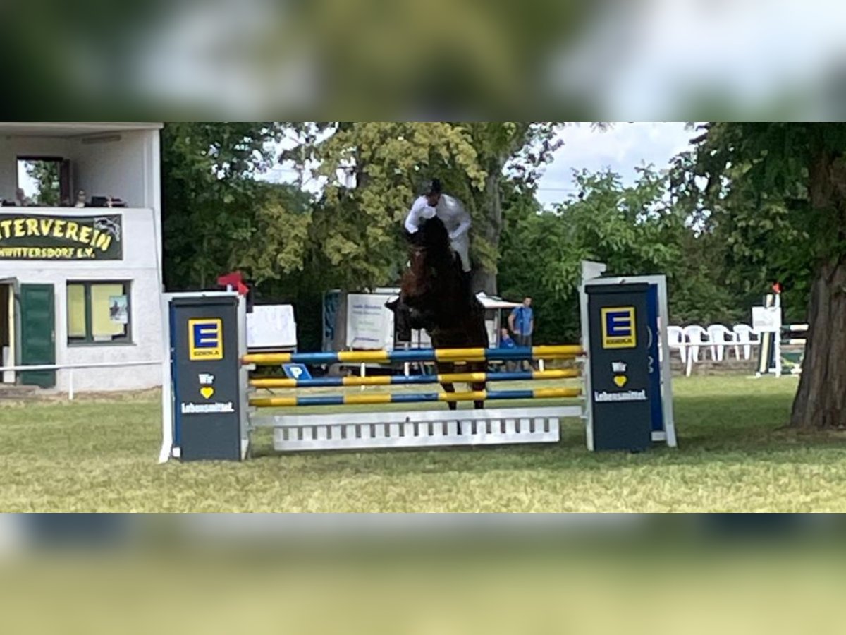 Cheval de sport allemand Hongre 6 Ans 173 cm Bai brun in Salzatal