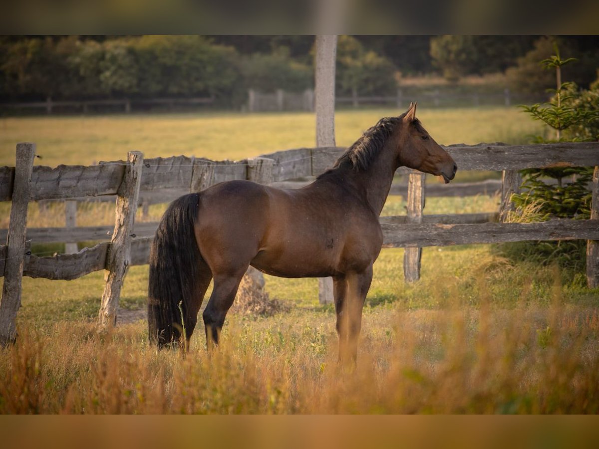 Cheval de sport allemand Hongre 6 Ans 173 cm Bai brun in Polzow