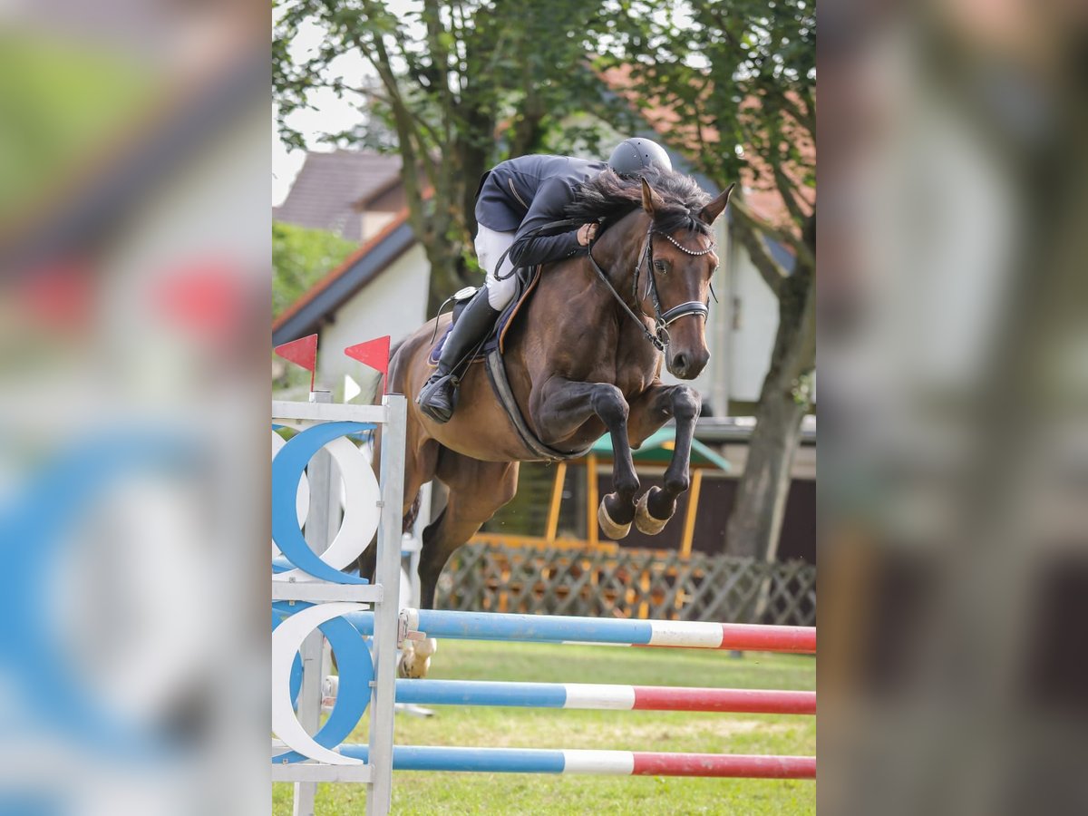 Cheval de sport allemand Hongre 6 Ans 174 cm Bai brun in Chemnitz
