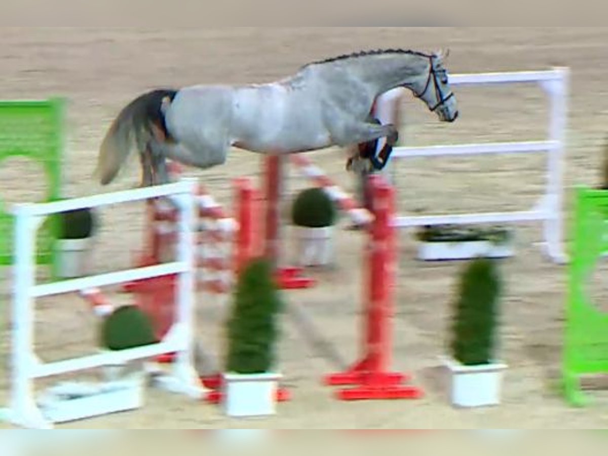 Cheval de sport allemand Hongre 6 Ans 174 cm Gris in Kronach