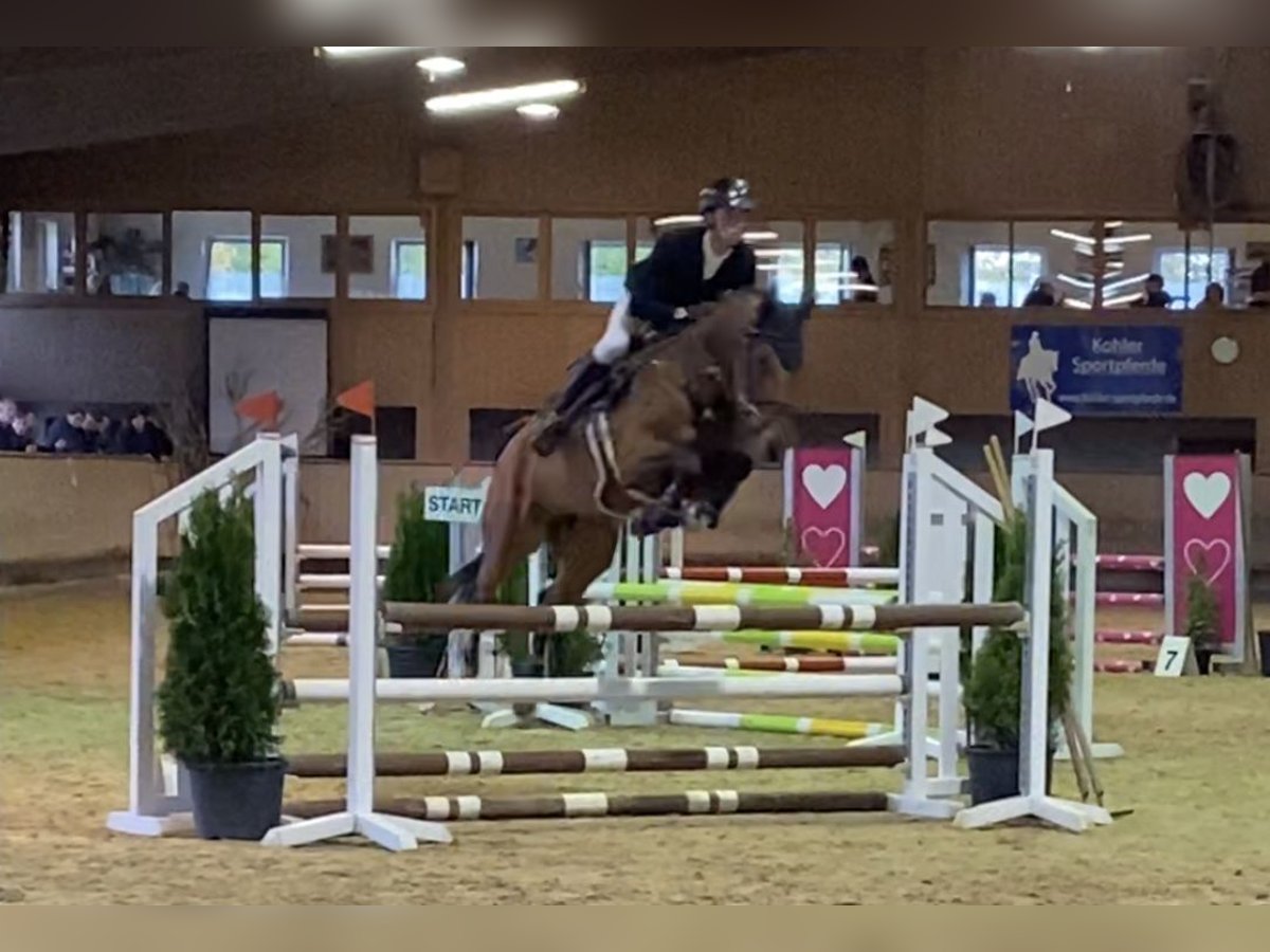 Cheval de sport allemand Hongre 7 Ans 163 cm Bai in Sauldorf