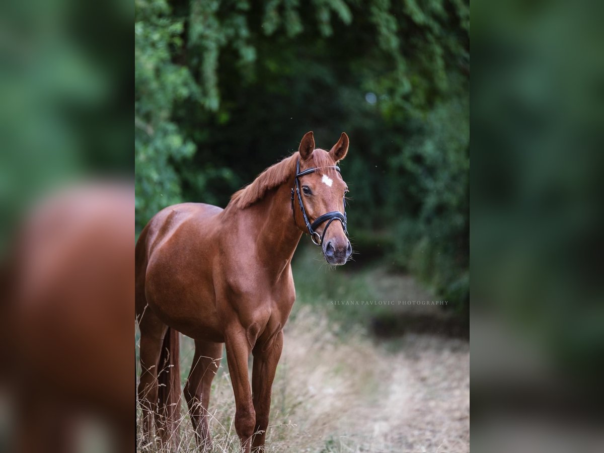 Cheval de sport allemand Hongre 7 Ans 164 cm Alezan in Bruchsal