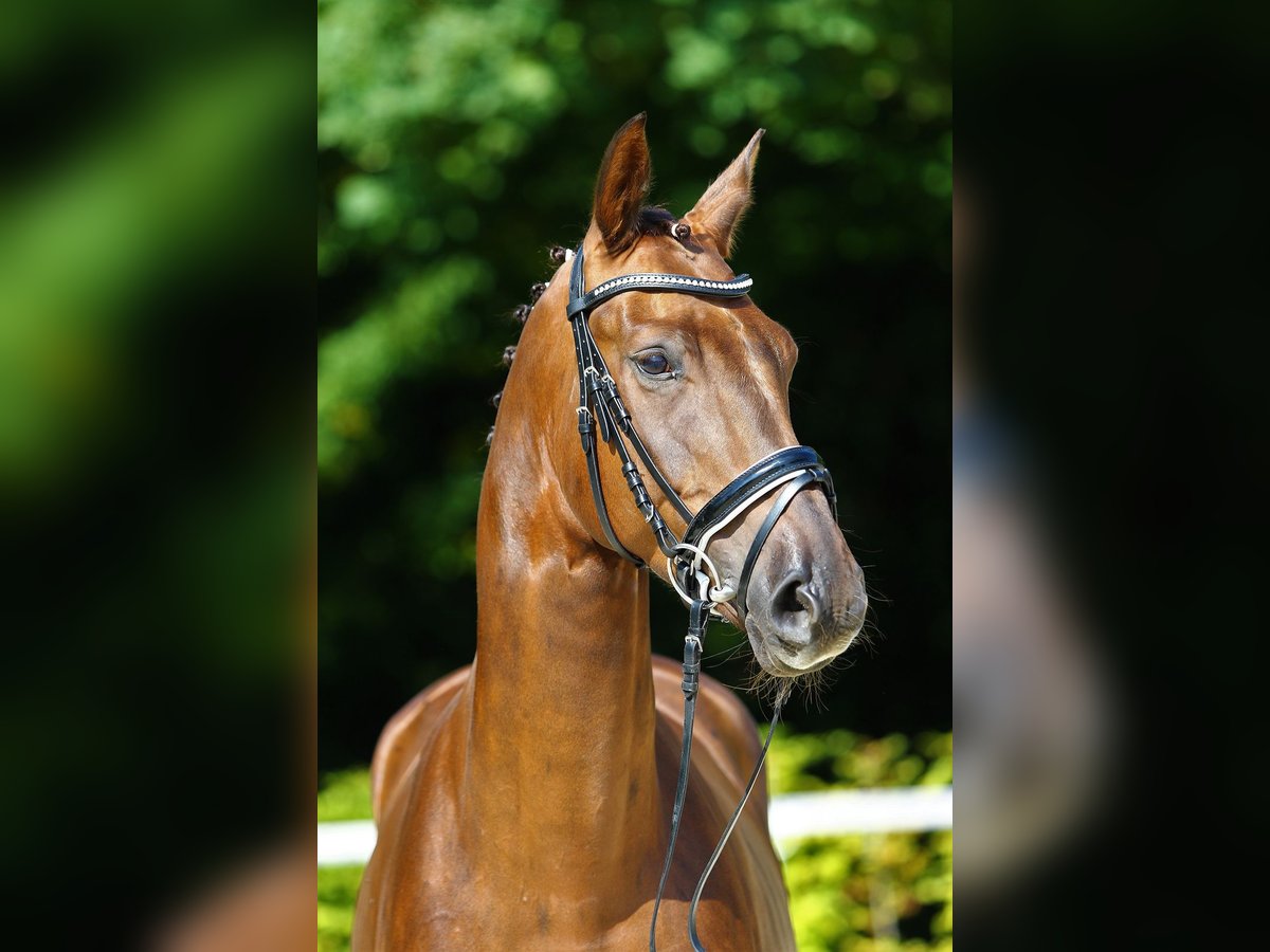 Cheval de sport allemand Hongre 7 Ans 167 cm Alezan brûlé in Gomadingen