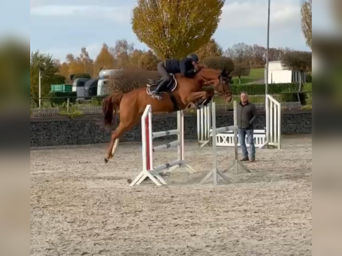 Cheval de sport allemand Hongre 7 Ans 168 cm Alezan in Wipperf&#xFC;rth