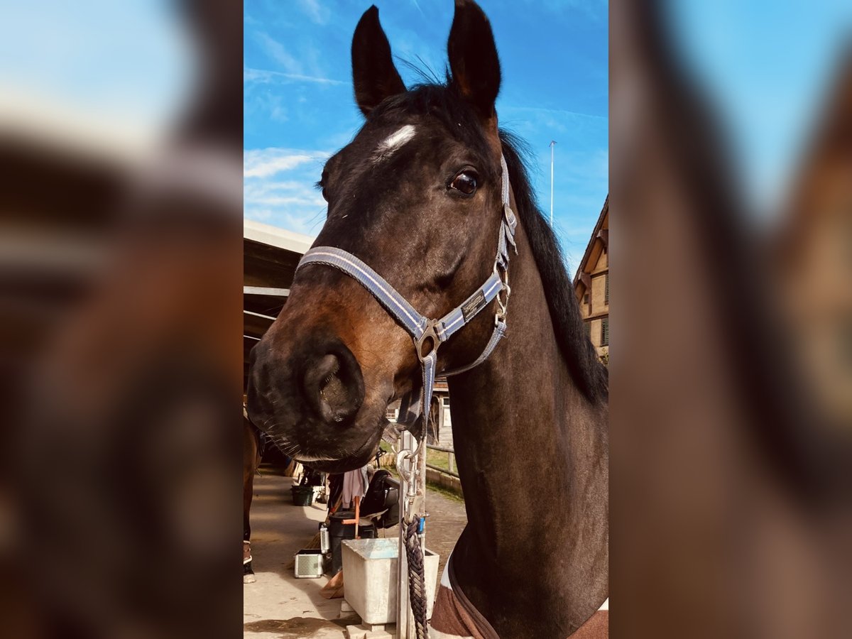Cheval de sport allemand Hongre 7 Ans 170 cm Bai brun in Luzern