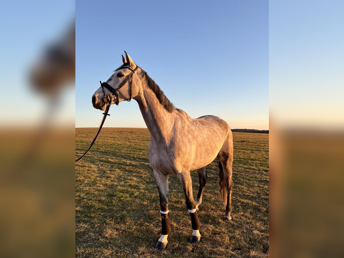 Cheval de sport allemand Hongre 7 Ans 170 cm Gris in Haag i. OB
