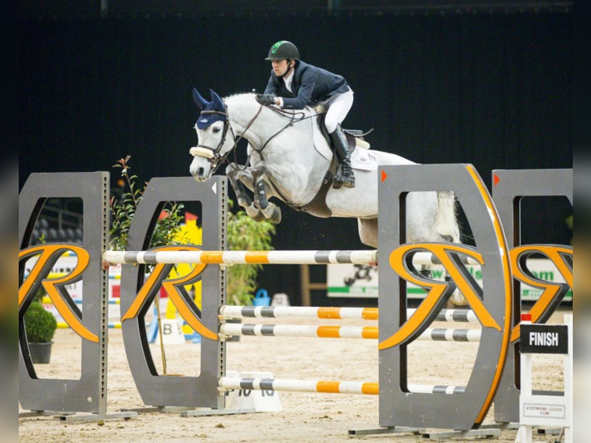 Cheval de sport allemand Hongre 7 Ans 170 cm Gris in Üllő