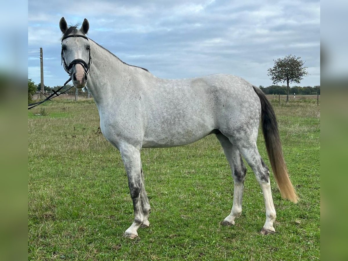 Cheval de sport allemand Hongre 7 Ans 172 cm Gris in Eilenburg