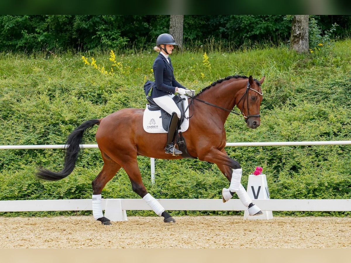 Cheval de sport allemand Hongre 7 Ans 175 cm Bai in Bayrischzell