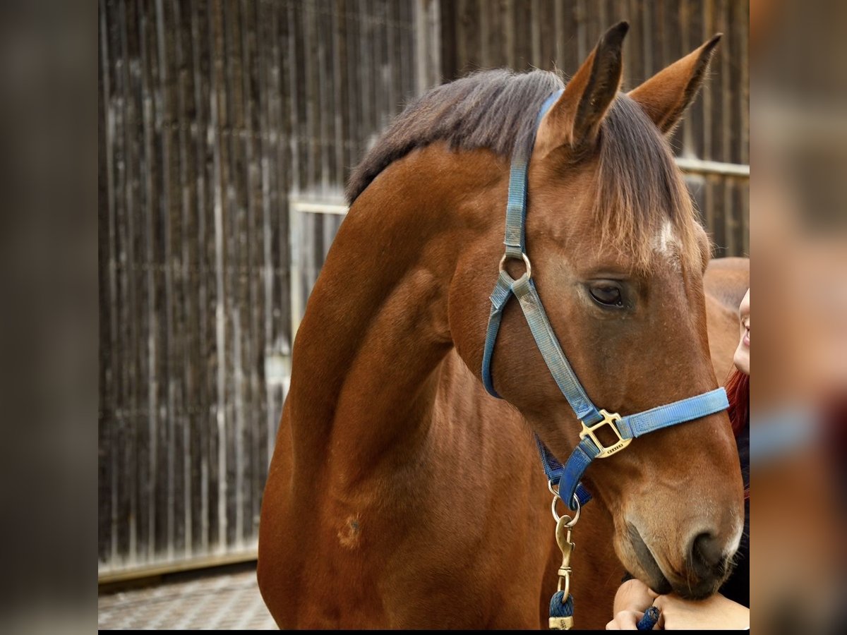 Cheval de sport allemand Hongre 7 Ans 179 cm Bai in L&#xF6;rrach