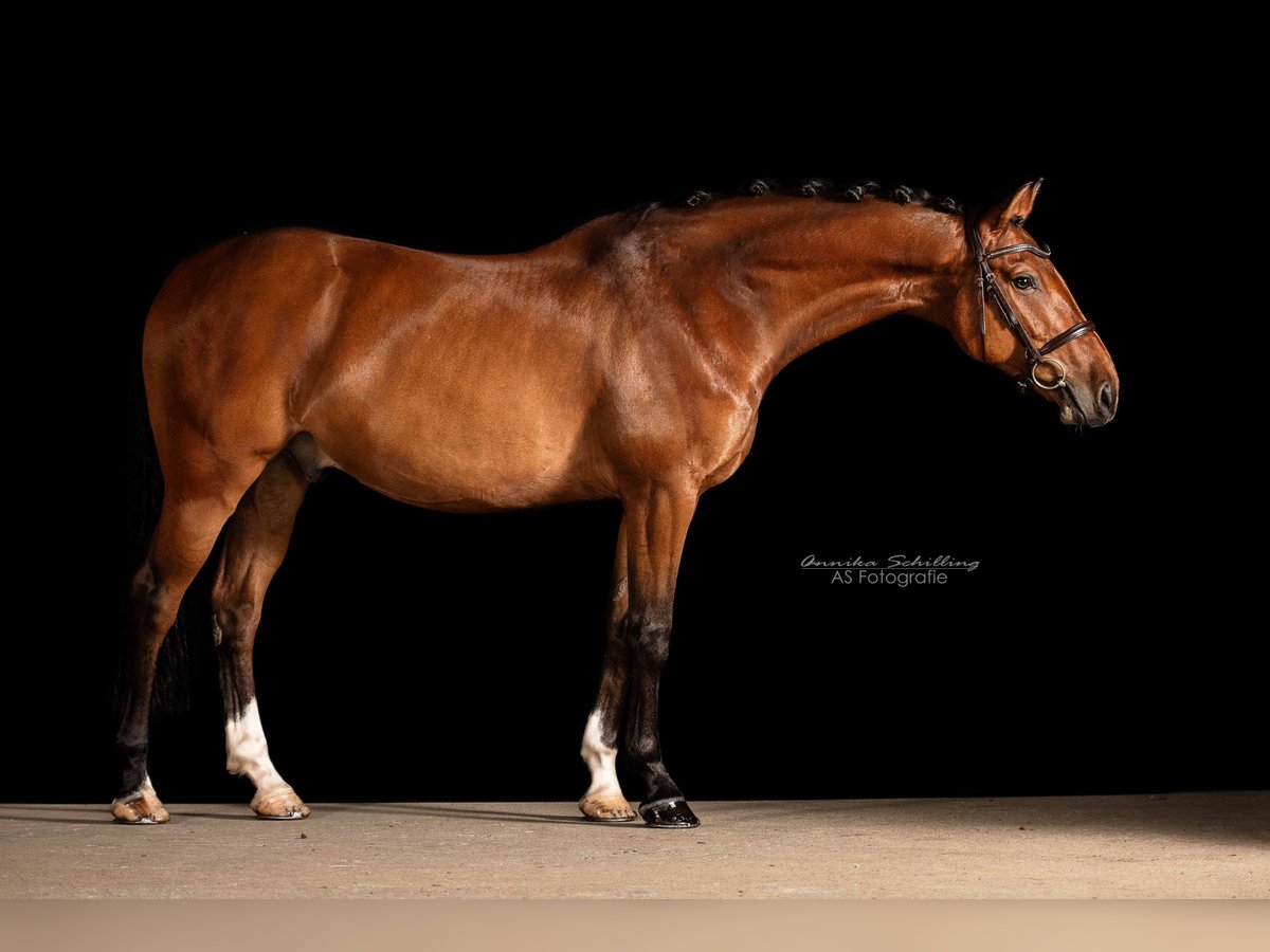 Cheval de sport allemand Hongre 8 Ans 162 cm Bai in Dillingen an der Donau