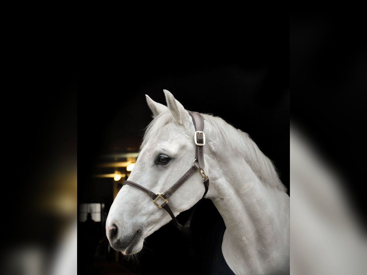 Cheval de sport allemand Hongre 8 Ans 167 cm Gris in Fraunberg