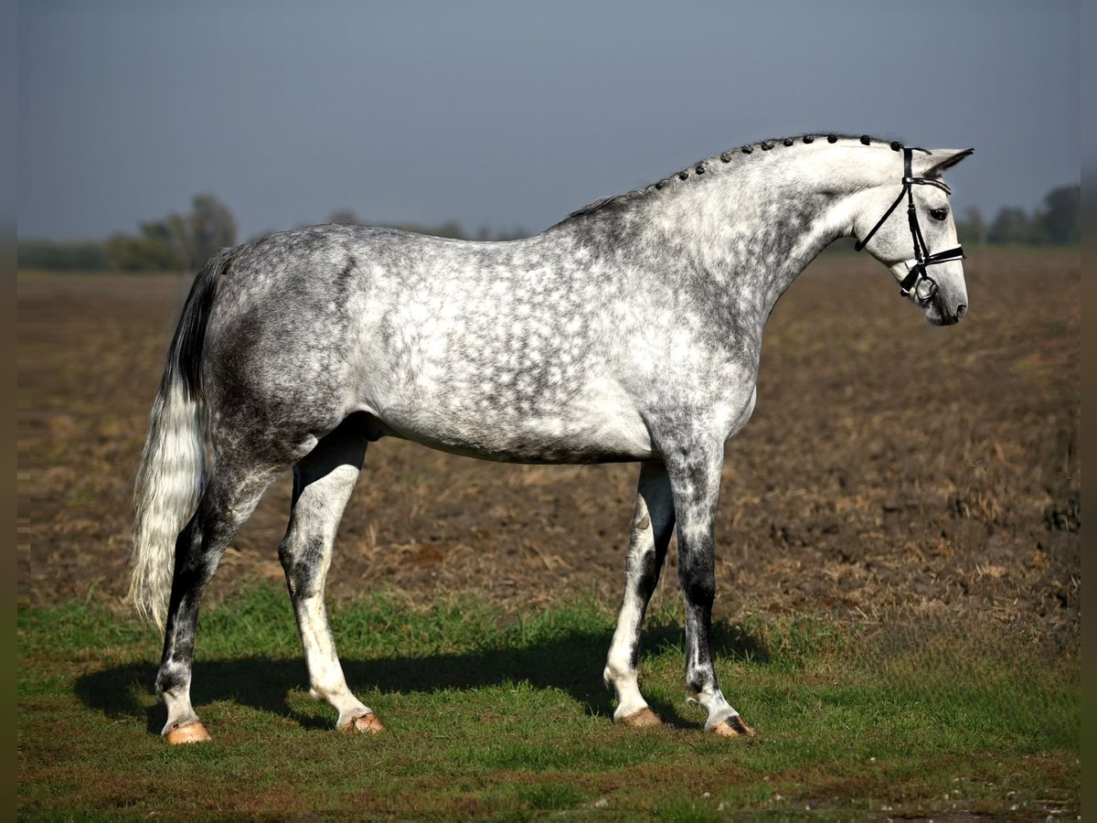 Cheval de sport allemand Hongre 8 Ans 168 cm Gris in Cegléd